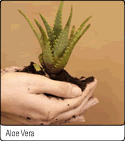 Aloe Vera